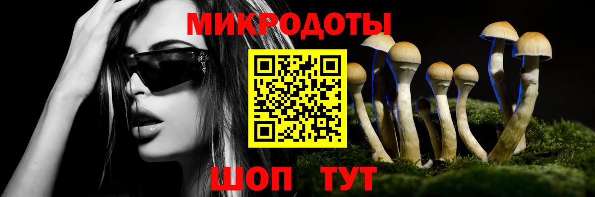 Сунжа  Псилоцибиновые грибы Psilocybe  Псилоцибиновые грибы Psilocybe  Вход с VPN 